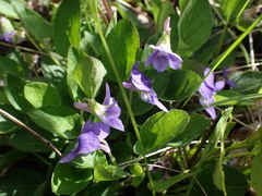 Viola adunca