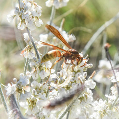 Polistes apachus texanus
