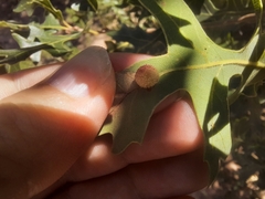 Acraspis quercushirta