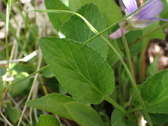 Viola adunca