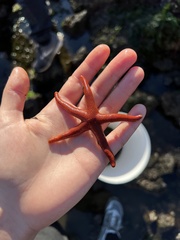 Henricia