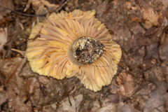 Russula earlei