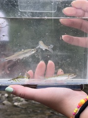 Notropis percobromus