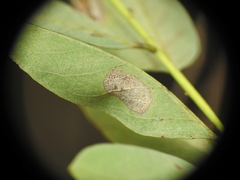 Macrosaccus robiniella