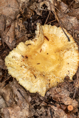 Russula earlei