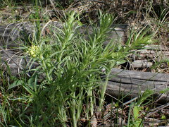 Lithospermum ruderale