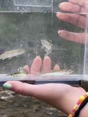 Notropis percobromus