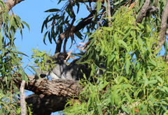 Coracina novaehollandiae