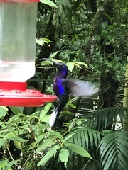 Campylopterus hemileucurus