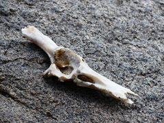 Urocitellus beldingi