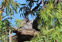 Coracina novaehollandiae