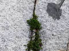 Pseudognaphalium californicum