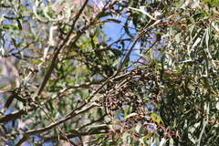 Corymbia citriodora