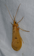 Onocosmoecus unicolor