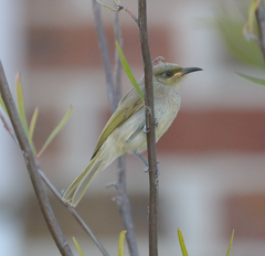 Lichmera indistincta