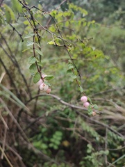 Symphoricarpos