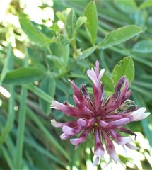 Trifolium wormskioldii