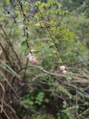 Symphoricarpos