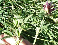 Trifolium wormskioldii