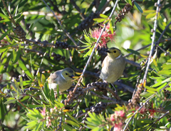 Ptilotula penicillata