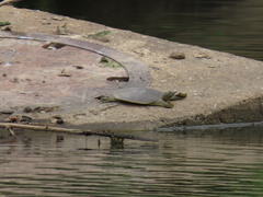 Apalone spinifera spinifera