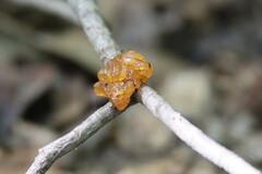 Tremella