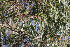 Corymbia citriodora