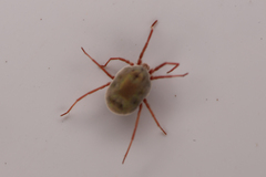 Trombidiformes