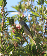 Ptilotula penicillata