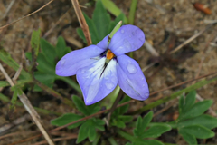 Viola pedata