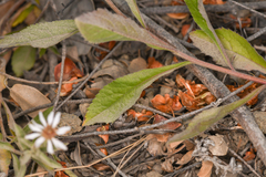 Eurybia radulina