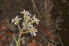 Eurybia radulina