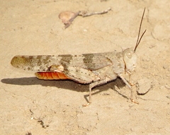 Trimerotropis melanoptera