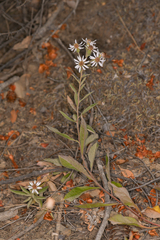 Eurybia radulina