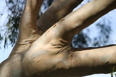 Corymbia citriodora