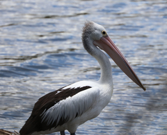 Pelecanus conspicillatus