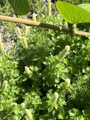 Acalypha radians