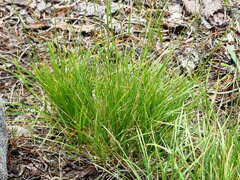 Deschampsia cespitosa