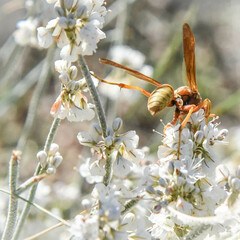 Polistes apachus texanus