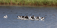 Pelecanus conspicillatus
