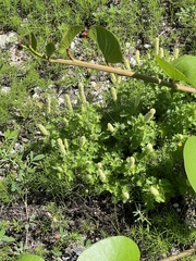Acalypha radians
