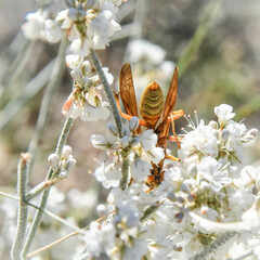 Polistes apachus texanus