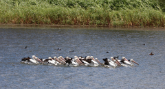 Pelecanus conspicillatus