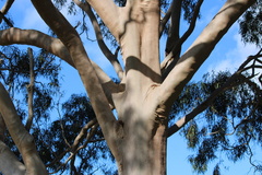 Corymbia citriodora