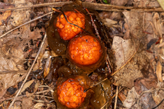 Calostoma cinnabarinum