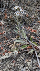 Eurybia radulina