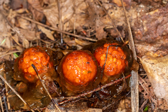 Calostoma cinnabarinum