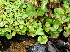 Micranthes odontoloma