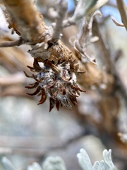 Rhopalomyia
