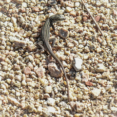 Aspidoscelis neomexicanus